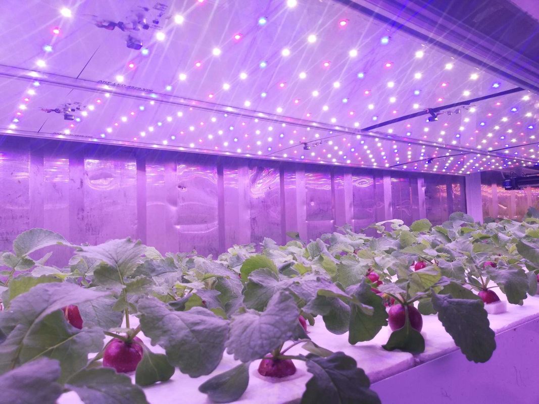 Containertype Groene voedermachine Hydroponische commerciële kiemmachine