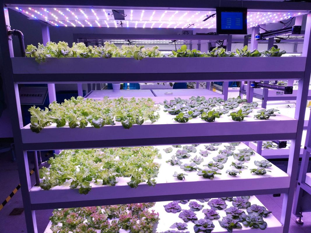 Containertype Groene voedermachine Hydroponische commerciële kiemmachine